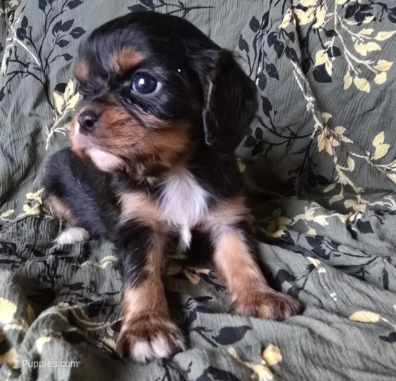 Mary – Cavalier King Charles Spaniel puppy for sale in Arkport, NY