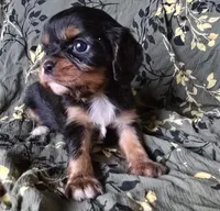 Mary, a female Cavalier King Charles Spaniel for sale in Arkport, NY – Photo 1 of 5