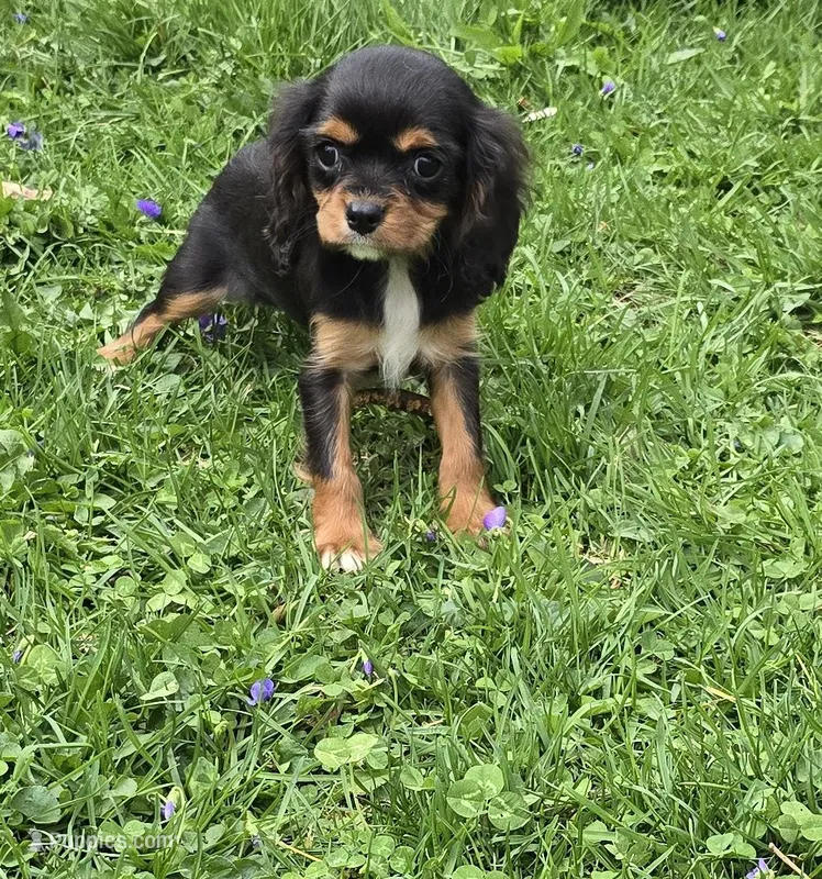 Mary – Cavalier King Charles Spaniel puppy for sale in Arkport, NY