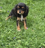 Sweet tiny Mary, a female Cavalier King Charles Spaniel for sale in Arkport, NY – Photo 2 of 5
