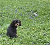 Sweet tiny Mary, a female Cavalier King Charles Spaniel for sale in Arkport, NY – Photo 4 of 5