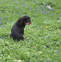 Sweet tiny Mary, a female Cavalier King Charles Spaniel for sale in Arkport, NY – Photo 3 of 5