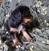 Mary, a female Cavalier King Charles Spaniel for sale in Arkport, NY – Photo 5 of 5