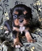 Mary, a female Cavalier King Charles Spaniel for sale in Arkport, NY – Photo 2 of 5