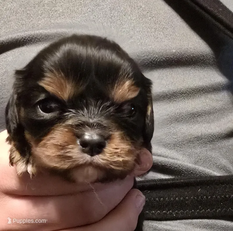 Mary, a female Cavalier King Charles Spaniel for sale in Arkport, NY – Photo 1 of 1