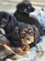 Sweet tiny Mary, a female Cavalier King Charles Spaniel for sale in Arkport, NY – Photo 5 of 5