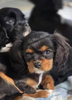 Sweet tiny Mary, a female Cavalier King Charles Spaniel for sale in Arkport, NY – Photo 1 of 5