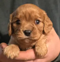 Morgan, a male Cavalier King Charles Spaniel for sale in Arkport, NY – 1 of 1