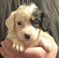 Piper, a female Aussalier for sale in Arkport, NY – 1 of 2
