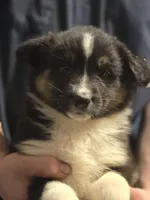 Danny, a female Australian Shepherd for sale in Arkport, NY – Photo 3 of 3
