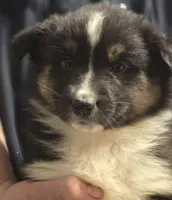 Danny, a female Australian Shepherd for sale in Arkport, NY – Photo 2 of 3