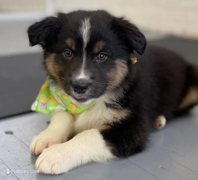 Danny – Australian Shepherd puppy for sale in Arkport, NY