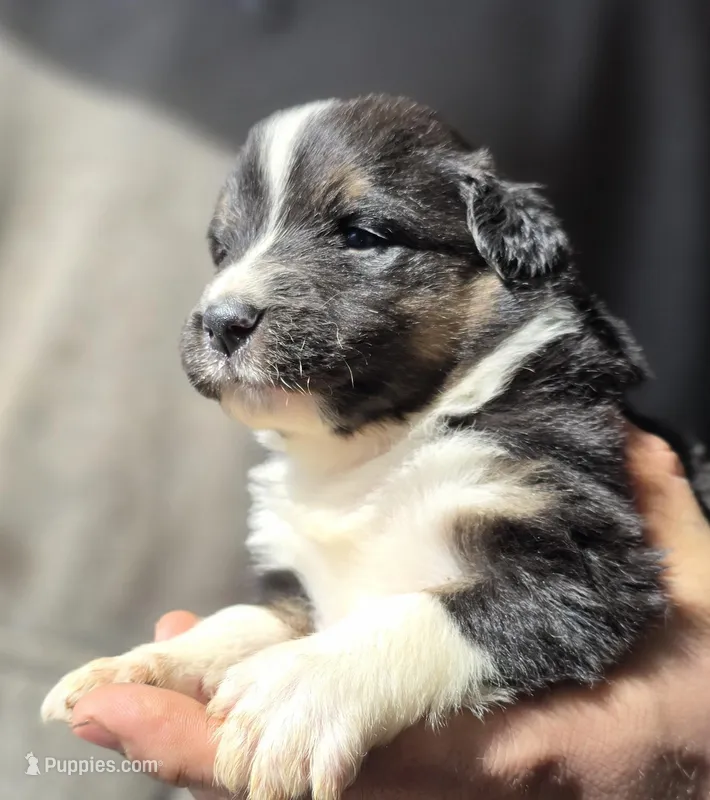 Danny, a female Australian Shepherd for sale in Arkport, NY – Photo 1 of 1