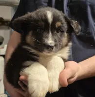 Danny, a female Australian Shepherd for sale in Arkport, NY – Photo 1 of 3