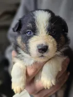 Donovan , a female Australian Shepherd for sale in Arkport, NY – Photo 2 of 2