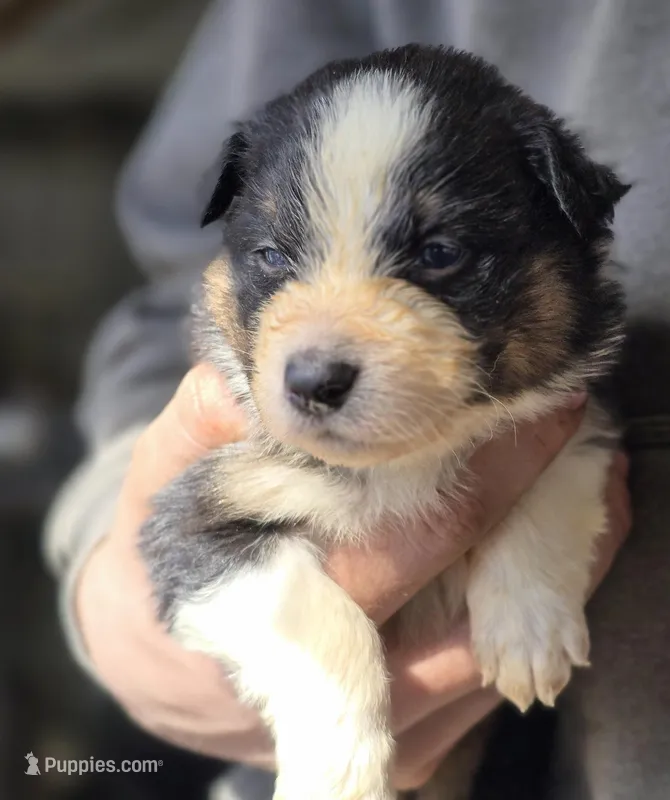 Donovan , a female Australian Shepherd for sale in Arkport, NY – Photo 1 of 2