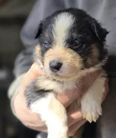 Donovan , a female Australian Shepherd for sale in Arkport, NY – Photo 1 of 2