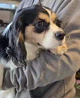 Andy, a male Cavalier King Charles Spaniel for sale in Arkport, NY – Photo 2 of 3