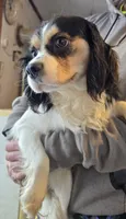 Andy, a male Cavalier King Charles Spaniel for sale in Arkport, NY – Photo 1 of 3