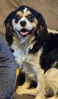 Andy, a male Cavalier King Charles Spaniel for sale in Arkport, NY – Photo 1 of 2