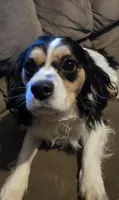 Andy, a male Cavalier King Charles Spaniel for sale in Arkport, NY – Photo 2 of 2