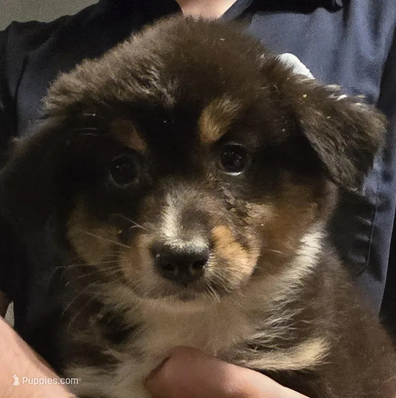 Dahlia – Australian Shepherd puppy for sale in Arkport, NY