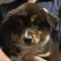 Dahlia, a female Australian Shepherd for sale in Arkport, NY – Photo 1 of 4