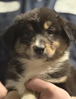 Dahlia, a female Australian Shepherd for sale in Arkport, NY – Photo 3 of 4