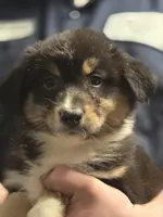 Dahlia, a female Australian Shepherd for sale in Arkport, NY – Photo 4 of 4