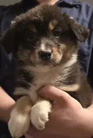 Dahlia, a female Australian Shepherd for sale in Arkport, NY – Photo 2 of 4