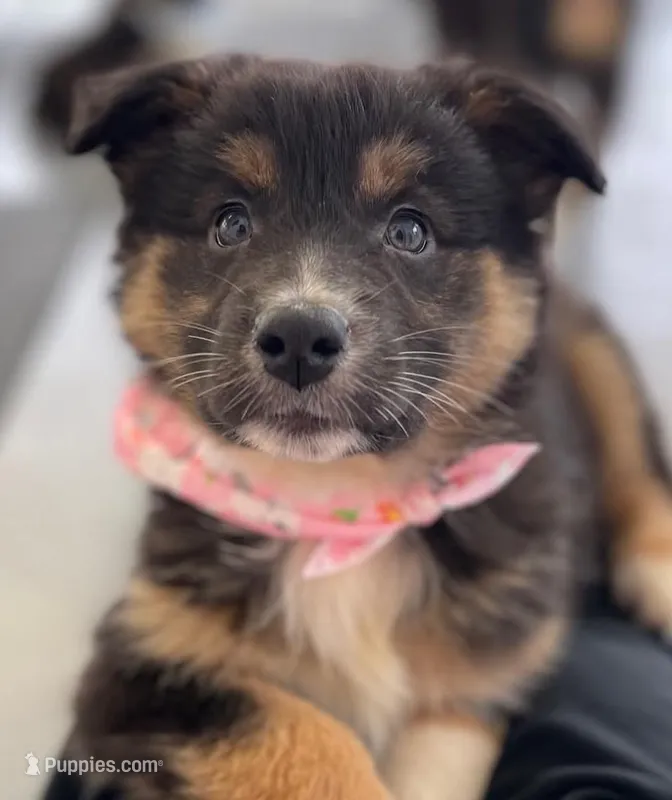 Dahlia – Australian Shepherd puppy for sale in Arkport, NY