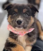 Dahlia, a female Australian Shepherd for sale in Arkport, NY – Photo 1 of 5