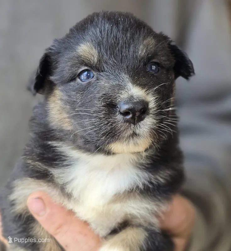 Dahlia, a female Australian Shepherd for sale in Arkport, NY – Photo 1 of 1