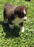 Gabriella, a female Australian Shepherd for sale in Arkport, NY – 4 of 5