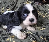 Black and white B, a male Cavalier King Charles Spaniel for sale in Arkport, NY – Photo 2 of 3