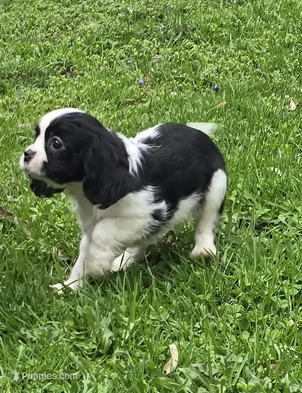 Black and white B – Cavalier King Charles Spaniel puppy for sale in Arkport, NY