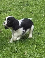 Black and white B, a male Cavalier King Charles Spaniel for sale in Arkport, NY – 1 of 6