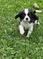 Black and white B, a male Cavalier King Charles Spaniel for sale in Arkport, NY – 2 of 6