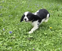 Black and white B, a male Cavalier King Charles Spaniel for sale in Arkport, NY – 5 of 6