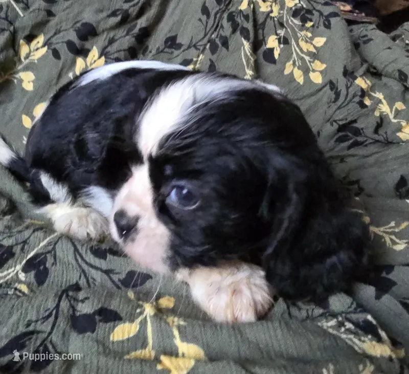 Black and white B – Cavalier King Charles Spaniel puppy for sale in Arkport, NY
