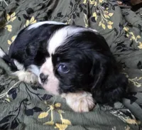 Black and white B, a male Cavalier King Charles Spaniel for sale in Arkport, NY – Photo 1 of 3