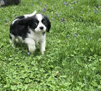 Black and white B, a male Cavalier King Charles Spaniel for sale in Arkport, NY – 3 of 6