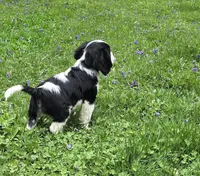 Black and white B, a male Cavalier King Charles Spaniel for sale in Arkport, NY – 6 of 6