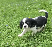 Black and white B, a male Cavalier King Charles Spaniel for sale in Arkport, NY – 4 of 6