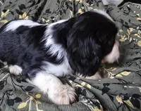 Black and white B, a male Cavalier King Charles Spaniel for sale in Arkport, NY – Photo 3 of 3