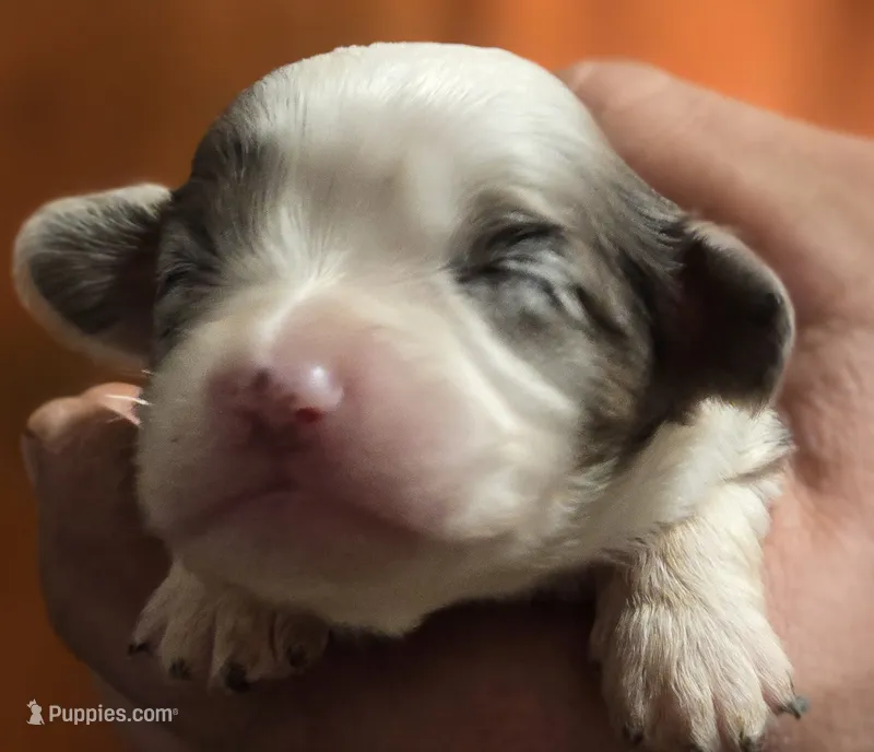 Paisley – Aussalier puppy for sale in Arkport, NY