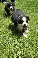 Georgia , a female Australian Shepherd for sale in Arkport, NY – 6 of 8