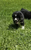 Geoff, a female Australian Shepherd for sale in Arkport, NY – 2 of 5