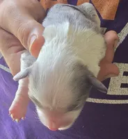 Paisley, a female Aussalier for sale in Arkport, NY – 2 of 2