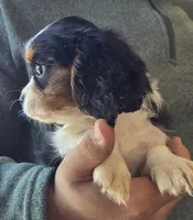 Celina, a female Cavalier King Charles Spaniel for sale in Arkport, NY – 6 of 6